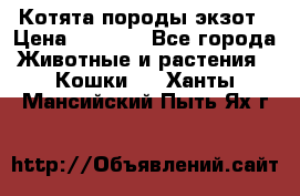 Котята породы экзот › Цена ­ 7 000 - Все города Животные и растения » Кошки   . Ханты-Мансийский,Пыть-Ях г.